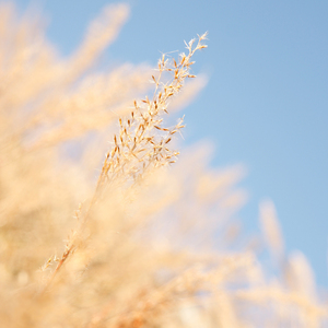 欧妇女乱妇女乱视频
